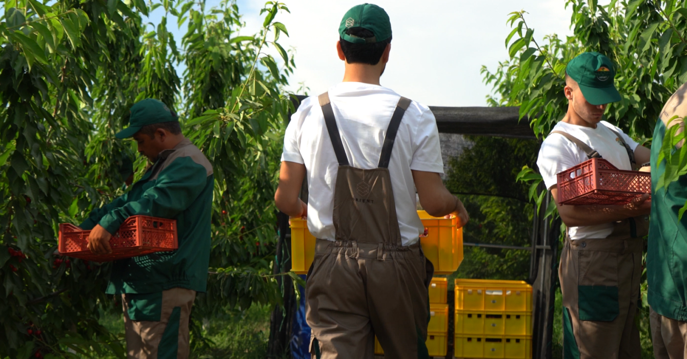 Термез орчардс