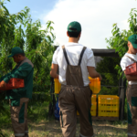 Новый сад в Термезе