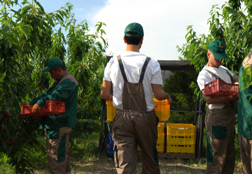Термез орчардс
